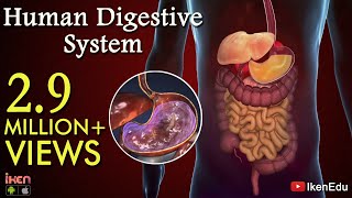 Learn About Human Digestive System  Animation Part 1 iKen  iKen Edu  iKen App [upl. by Kayley]