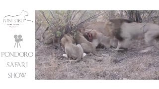 Lions killing a waterbuck at Pondoro Lodge in Kruger Park [upl. by Dunstan]