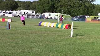 Parson russell terrier Freddie at Wessex Agility Show [upl. by Aro]