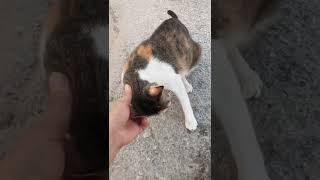 Meet My New Friend Bob  shorts youtubeshorts petlover cat [upl. by Yerg]