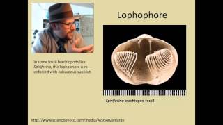 What are Brachiopods [upl. by Mill]