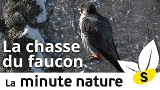 LA CHASSE DU FAUCON No 109 [upl. by Herrmann717]