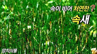 퍼니의 양치식물 속이 비어 처연한 속새 Equisetum hyemale L [upl. by Ilhsa]