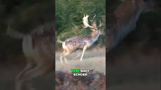 Hunting Adventure A Thrilling Encounter with a Majestic Fallow Deer [upl. by Narmis]