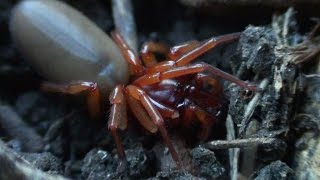 Woodlouse Spider in the garden  Dysdera crocata  London Wildlife [upl. by Walcoff566]