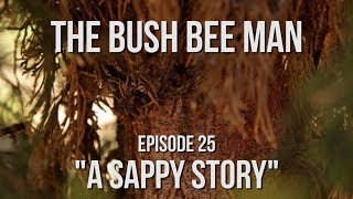 How Bees Use Tree Sap  Episode 25 quotA Sappy Storyquot [upl. by Botti]