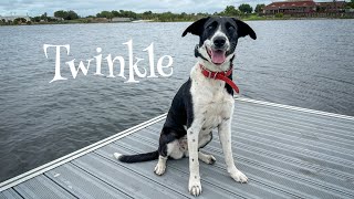 11mo Border Collie mix Twinkle Community  Best Dog Trainers in Florida [upl. by Faxun]