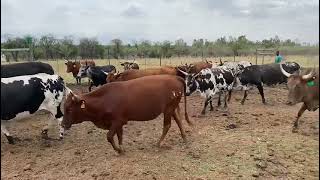 Total dispersal sale of livestock Ngunis amp Implements 3011 Farm Vaalboom Rust de Winter [upl. by Aramot]