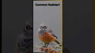 The common redstartDiscover the Most Beautiful Birds in the Worldshorts birds birdsoundsbird [upl. by Dalpe]