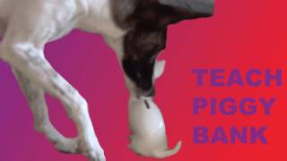 Put a coin in a piggy bank Dog Trick Tutorial  Dog Tricks by Kikopup [upl. by Adila]