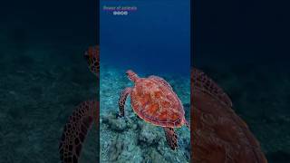 The leatherback sea turtle 🐢 life style youtubeshorts animals shorts leatherback [upl. by Vaughn]