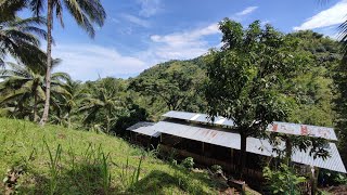 FARM TOUR  4 Hectares Mombasa and Mulato Ⅱ Grass  Rotational Grazing and Pasture Management [upl. by Bergstrom434]