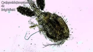 Cyclops plankton covered in other microorganisms microscope view [upl. by Arraeit]