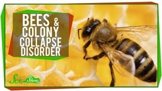 Whats Happening to Honey Bees [upl. by Notsud764]