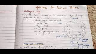 Anatomy of Tonsil tonsil ENT palatinetonsil anatomy medico notes [upl. by Zelma]