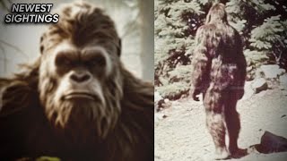 This New Bigfoot Footage PROVES They Exist [upl. by Ynohtnakram]