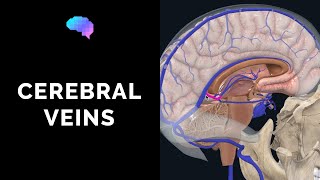 Venous Drainage of the Brain 3D tutorial  UKMLA  CPSA [upl. by Verger]