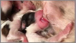 New Born quotShih Tzuquot Puppies 1 days old [upl. by Koby]