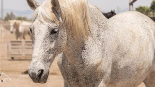 Meet Chulo  Easy Horse Care Rescue Centre [upl. by Eillil]