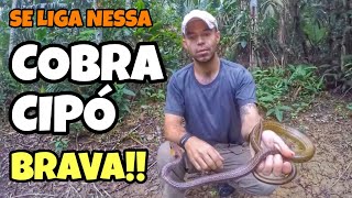 COBRA CIPÓ  CONHEÇA A COBRA CIPÓ  LIANA SNAKE [upl. by Erodavlas]