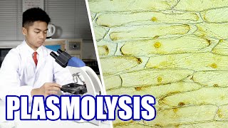 Plasmolysis in Onion Epidermal Cells  IB Biology Topic 1 Cells [upl. by Nnyrat]