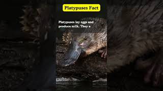 quotInteresting Platypus Factsquot shortsfeed truefactstoday youtubeshorts shortsvideo Ranishfacts [upl. by Broeker]