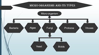 Introduction to Microbiology in Hindi  Microbiology with Sumi [upl. by Anyah]