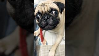 Angry Pug dog doglover puppy love funny angry shortsfeed shorts cute puppy [upl. by Barbie621]