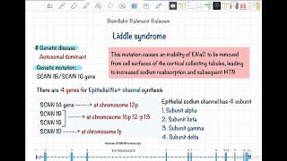 Liddle syndrome  Mutation in epithelial sodium channel gene [upl. by Elliven]