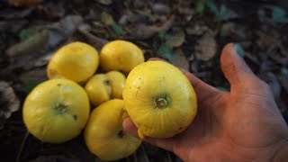 EP51 El ARAZÁ o GUAYABA AMAZONICO  Explorando las frutas del mundo [upl. by Morty]