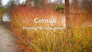 How to prune a Cornus to promote new growth  Grow at Home  Royal Horticultural Society [upl. by Smith534]