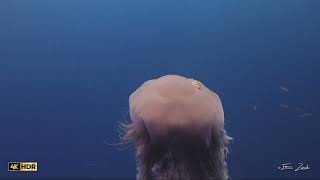 Lions Mane Jellyfish at Koh Tao Thailand scubadiving jellyfish marinelife [upl. by Ahsyat352]