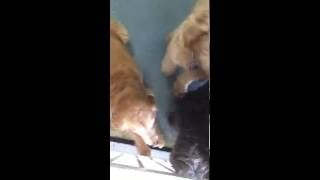 Labradoodle vs goldendoodle The smartest dogs [upl. by Ynetsed]