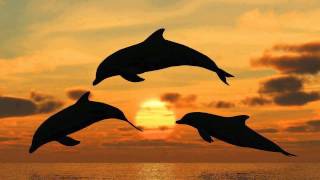 SONIDO DE DELFINES CANTO DE DELFINES DOLPHINS SOUND DOLPHINS SONG 海豚声 [upl. by Gallager]