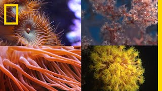 Coral Reefs 101  National Geographic [upl. by Aynwat203]