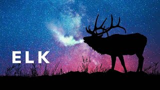 Elk sounds in dark forest The most famous elk call of all [upl. by Onilecram]