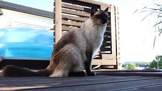 10 minutes in the life of my Balinese cat [upl. by Fusco]