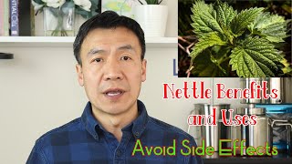 Stinging Nettle Benefits Uses and Side Effects Nettle Leaf or Root How to Make Nettle Tea [upl. by Estell908]