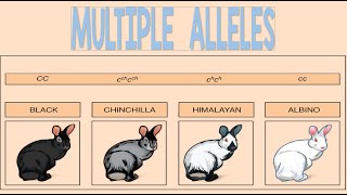 Multiple Alleles  Biology Animation [upl. by Lazaruk]