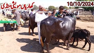 kharian maweshi mandi 10 Oct 2024funny videojanwarmandi pkShazar Riaz official [upl. by Dodwell]