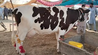 holstein friesian cow price in cattle market Sialkot Punjab Pakistan today pashu mandi [upl. by Suiravaj134]