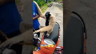 Monkey rides the bike 😁 monkey monkeyvideo fyp funny shorts [upl. by Kcirddehs]