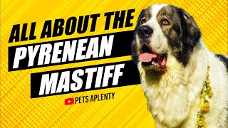 Pyrenean Mastiffs The Dog With A History [upl. by Bueschel]