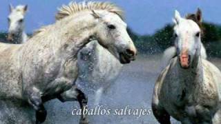 wild horses  Rolling Stones traducido [upl. by Eldon]