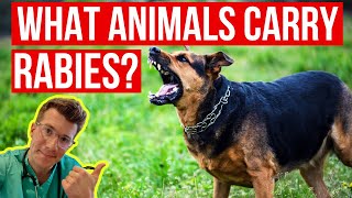 What animals carry RABIES How can I tell if an animal has rabies Doctor explains [upl. by Eihpos]