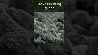 Snakes Hunting Iguana [upl. by Neehsas]