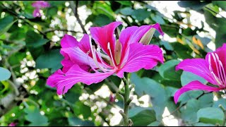 Determining the Effects on Plant Metabolites of Khairwal Bauhinia Purpurea Linn [upl. by Adli]