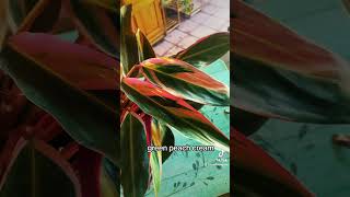 Stromanthe Triostar care tips and description Colorful and easy houseplant for beginners [upl. by Rebah]