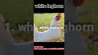 white leghorn [upl. by Down]