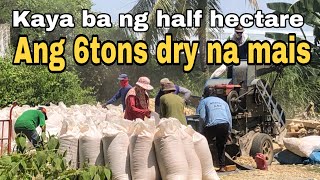 Land Preparation for Second Crop Corn  111K Gross Sale for Half Hectare Yellow Corn [upl. by Clay]